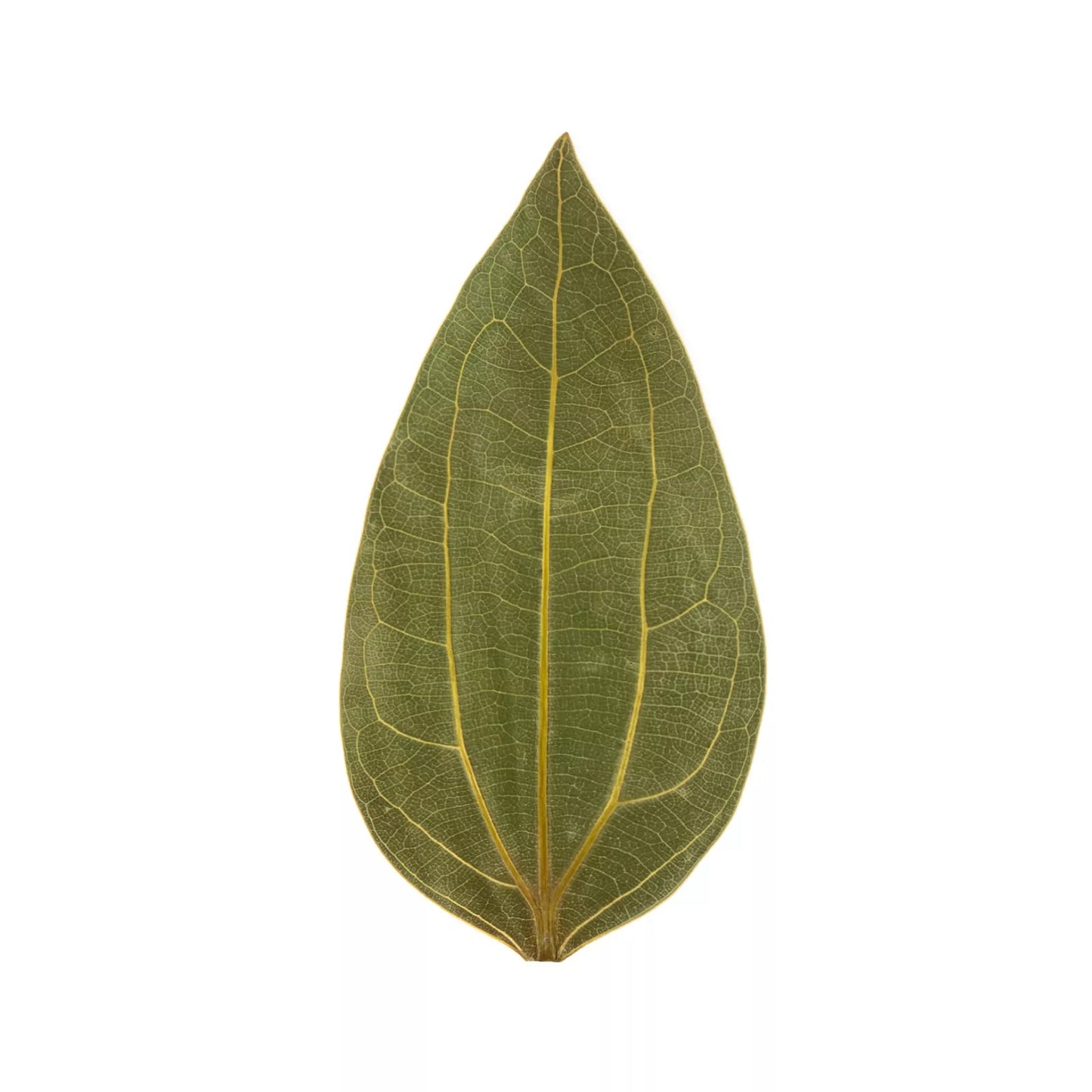 Leaf with custom photo engraved